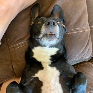 Meet your Posher, Phillip